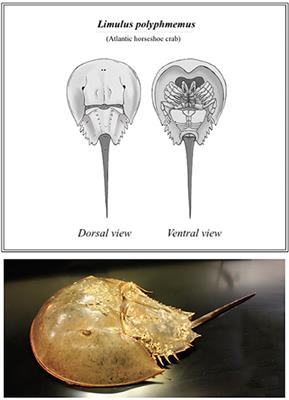 The Role of Horseshoe Crabs in the Biomedical Industry and Recent Trends Impacting Species Sustainability